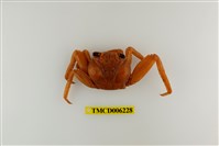 藏品(細紋方蟹)的圖片